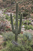 Salt River Saguaro Photograph by Tom Daniel