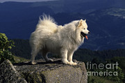 Samoyed Photograph by Jean-Louis Klein & Marie-Luce Hubert