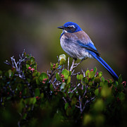 San Diego Bluebird Photograph by Doug Sturgess