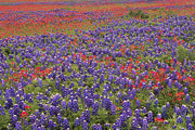 Sand Bluebonnet And Paintbrush Photograph by Tim Fitzharris