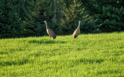 Sandhill Cranes - Wisconsin Photograph by Steven Ralser Sandhill Cranes - Wisconsin Photograph by Steven Ralser