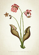 Sarracena Canadensis Botanical print Digital Art by Aged Pixel
