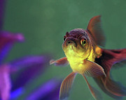 Sassy Oranda Photograph by Angela Murdock