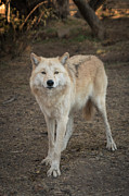 Sassy Wolf Photograph by Ana V Ramirez