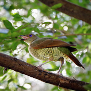 Satin Bowerbird Photograph by Nicholas Blackwell