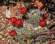 Scarlet Cactus Blooms Photograph by Lon Dittrick