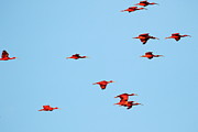 Scarlet Ibis at Caroni Swamp Photograph by Steve Wolfe Scarlet Ibis at Caroni Swamp Photograph by Steve Wolfe
