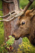 Scent Of The Season Photograph by John De Bord