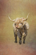 Scottish Highlander Photograph by Tom Singleton Scottish Highlander Photograph by Tom Singleton