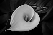 Sculpted Calla  Photograph by Ana V Ramirez