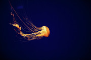 Sea Nettle Dance Photograph by Diane Macdonald