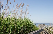 Sea Oats by the Boardwalk Photograph by Jill Lang Sea Oats by the Boardwalk Photograph by Jill Lang