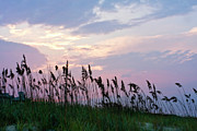 Sea Oats on Lavender 1 Photograph by Alan Hausenflock