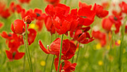 Sea of Red Buttercups Photograph by Uri Baruch