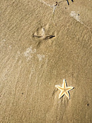Sea Stars Wash Ashore Photograph by Debra Martz Sea Stars Wash Ashore Photograph by Debra Martz