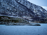 Seabirds Photograph by Mark Llewellyn