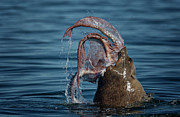Seafood Diet Photograph by Randy Hall