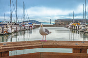 Seagull at Pier 39 Photograph by Benny Marty Seagull at Pier 39 Photograph by Benny Marty