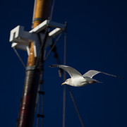 Seagull of Mystic CT Photograph by Kirkodd Photography Of New England