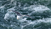 Seagull with Attitude Photograph by Mark Egerton
