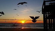 Seagulls at Sunrise Photograph by Robert Banach