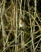 Seiurus aurocapillus Ovenbird  Photograph by Rebecca Sherman