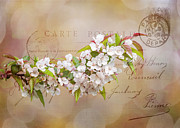 Sending Spring Photograph by Cathy Kovarik Sending Spring Photograph by Cathy Kovarik