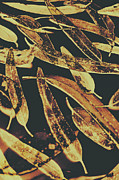 Sepia toned image of floating eucalyptus leaves Photograph by Jorgo Photography