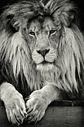 Serenity In Strength BW Photograph by Kevin Anderson