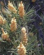 Shaking in the Pines Photograph by Pamela Henry