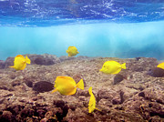 Shallow Fish Photograph by Daniel Murphy Shallow Fish Photograph by Daniel Murphy