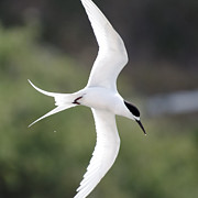 Sharp Left Tern -- White-Fronted Tern in Port Chalmers, New Zealand Photograph by Darin Volpe Sharp Left Tern -- White-Fronted Tern in Port Chalmers, New Zealand Photograph by Darin Volpe