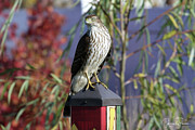 Sharp Shinned Hawk Photograph by Jackson Pearson Sharp Shinned Hawk Photograph by Jackson Pearson