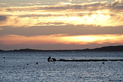 Shellfishing, Wellfleet Photograph by Thomas Sweeney