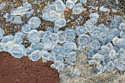 Shells on Sand Photograph by Marilyn Cornwell