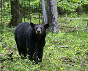 Shenandoah Black Bear Photograph by Jemmy Archer
