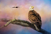 Shiloh Eagles In Spring Photograph by Jai Johnson