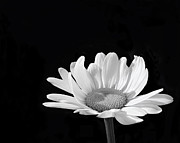 Shine A Light Photograph by Kathi Mirto