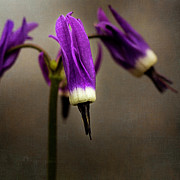 Shooting Stars 2017 Photograph by Fred Denner