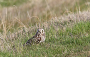 Short Eared Owl Photograph by Ronnie And Frances Howard
