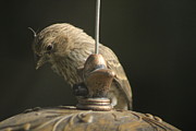 Shy Finch Photograph by Colleen Cornelius
