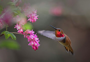 Sign Of Spring Photograph by Randy Hall