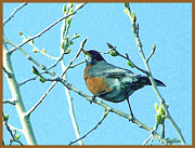 Signs of Spring Photograph by Vallee Johnson