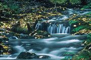 Silver Creek Photograph by DArcy Evans Silver Creek Photograph by DArcy Evans