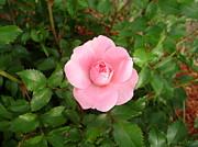 Simply Pink Photograph by Anjel B Hartwell Simply Pink Photograph by Anjel B Hartwell