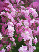Simply Soft beautiful Blossoms Photograph by Aimee L Maher ALM GALLERY