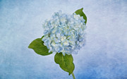Sing Me the Blues Photograph by Kim Hojnacki Sing Me the Blues Photograph by Kim Hojnacki