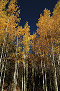 Skyward Aspens Photograph by Ron Cline