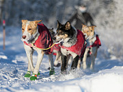 Sled Dog Team Photograph by Scott Slone