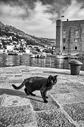 Sleek in Stari Grad Photograph by Becqi Sherman Sleek in Stari Grad Photograph by Becqi Sherman
